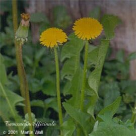 Dandelion Leaf Powder Bulk
