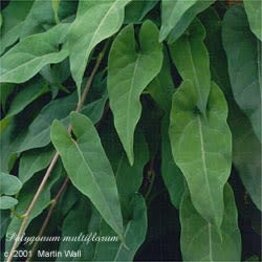 Fo-Ti Root Cut and Sifted Bulk