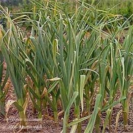 Garlic Bulb Powder Bulk