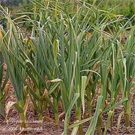 Garlic Bulb Powder Bulk