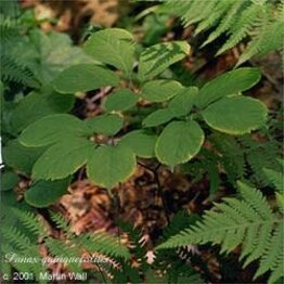 Ginseng, American Root Whole Bulk
