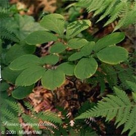 Ginseng, American Root Whole Bulk