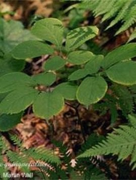Ginseng, American Root Whole Bulk