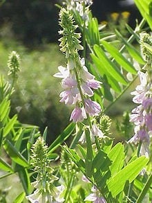 Goat's Rue Herb Cut and Sifted Bulk