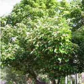 Hawthorn Berry Powder Bulk