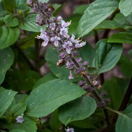 Tulsi (Holy Basil) Cut and Sifted Bulk