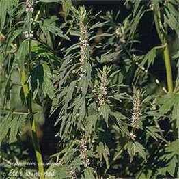 Motherwort Powder Bulk