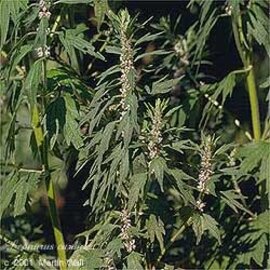 Motherwort Powder Bulk