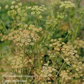 Parsley Root Cut and Sifted Bulk