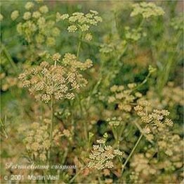Parsley Leaf Powder Bulk