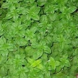 Peppermint Leaf Powder Bulk