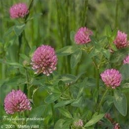 Red Clover Herb Cut and Sifted Bulk
