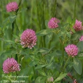 Red Clover Herb Cut and Sifted Bulk