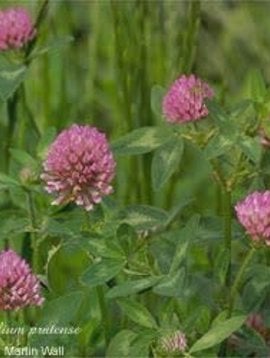 Red Clover Herb Cut and Sifted Bulk