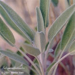 Sage Leaf Cut and Sifted Bulk