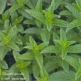 Spearmint Leaf Powder Bulk