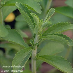 Stevia Leaf Cut and Sifted Bulk