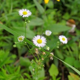 Chamomile Roman Essential Oil