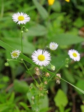 Chamomile Roman Essential Oil