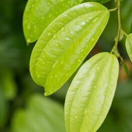 Cinnamon Leaf Essential Oil