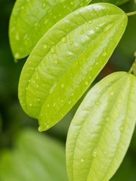 Cinnamon Leaf Essential Oil