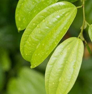Cinnamon Leaf Essential Oil