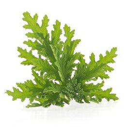 Citronella Essential Oil