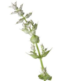 Clary Sage Essential Oil