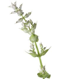 Clary Sage Essential Oil