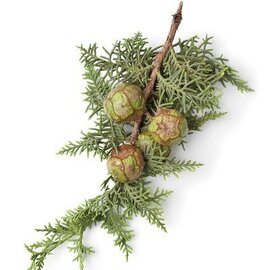 Cypress Essential Oil