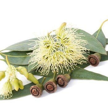 Eucalyptus Essential Oil
