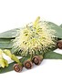 Eucalyptus Essential Oil