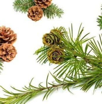 Fir Balsam Essential Oil