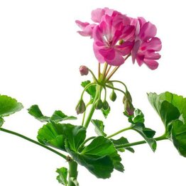 Geranium Essential Oil