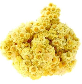 Helichrysum Essential Oil