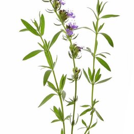 Hyssop Essential Oil
