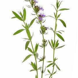 Hyssop Essential Oil