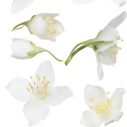 Jasmine Absolute Essential Oil