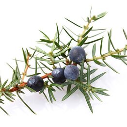 Juniper Berry Essential Oil