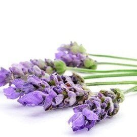 Lavender Essential Oil