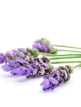 Lavender Essential Oil