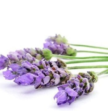Lavender Essential Oil