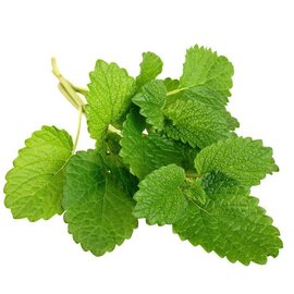 Melissa in 50% jojoba Essential Oil