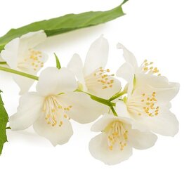 Neroli in 50% jojoba Essential Oil