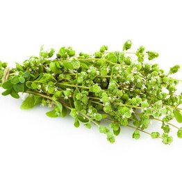 Oregano Essential Oil