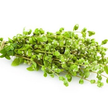 Oregano Essential Oil