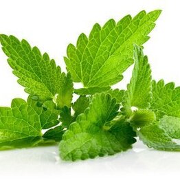 Patchouli Essential Oil