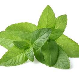 Peppermint Essential Oil