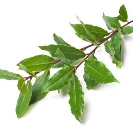 Ravintsara Essential Oil