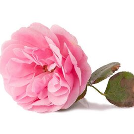 Rose Absolute Essential Oil